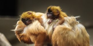 Gêmeos mico leão-dourado nascem no Zoo de Itatiba. São filhotes muito importantes para a espécie!