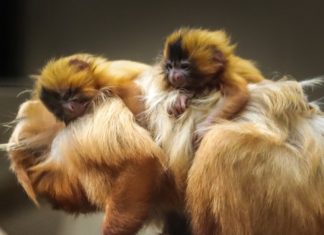 Gêmeos mico leão-dourado nascem no Zoo de Itatiba. São filhotes muito importantes para a espécie!