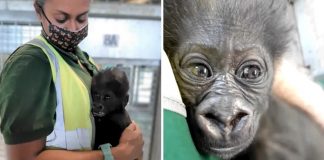 Bebê gorila é criado por tratadores do zoológico enquanto sua mãe está doente. Ele precisa de muito amor!