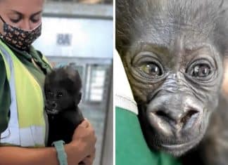 Bebê gorila é criado por tratadores do zoológico enquanto sua mãe está doente. Ele precisa de muito amor!
