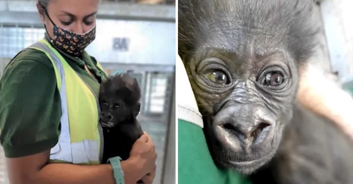 Bebê gorila é criado por tratadores do zoológico enquanto sua mãe está doente. Ele precisa de muito amor!