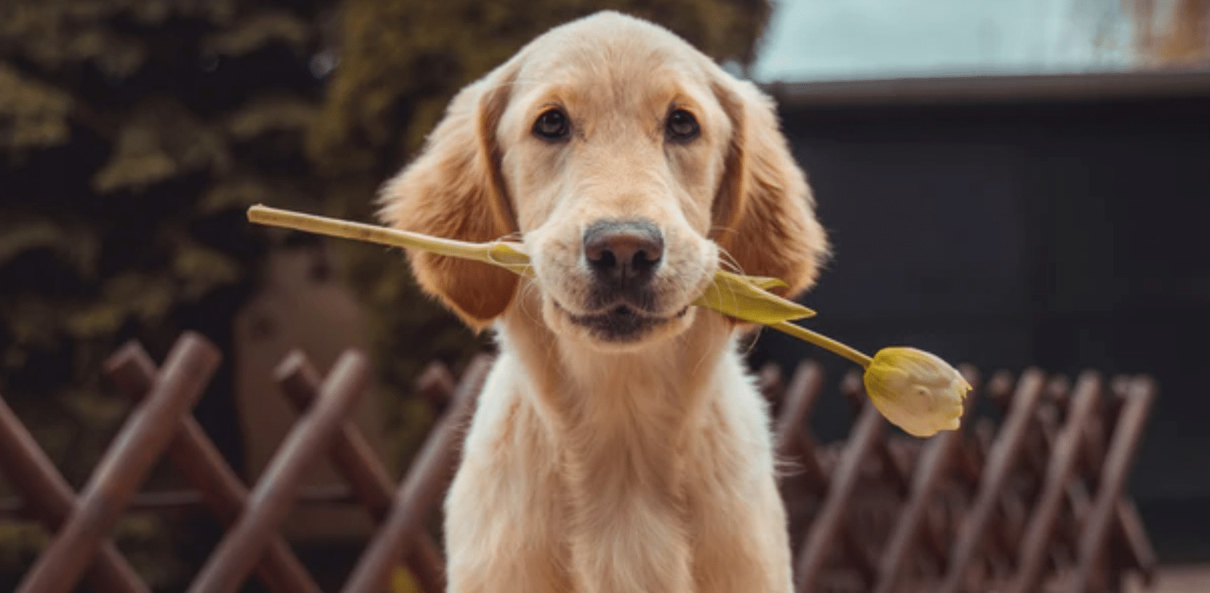 contioutra.com - &Eacute; oficial: estudo comprova que observar animais fofos faz bem &agrave; sua sa&uacute;de