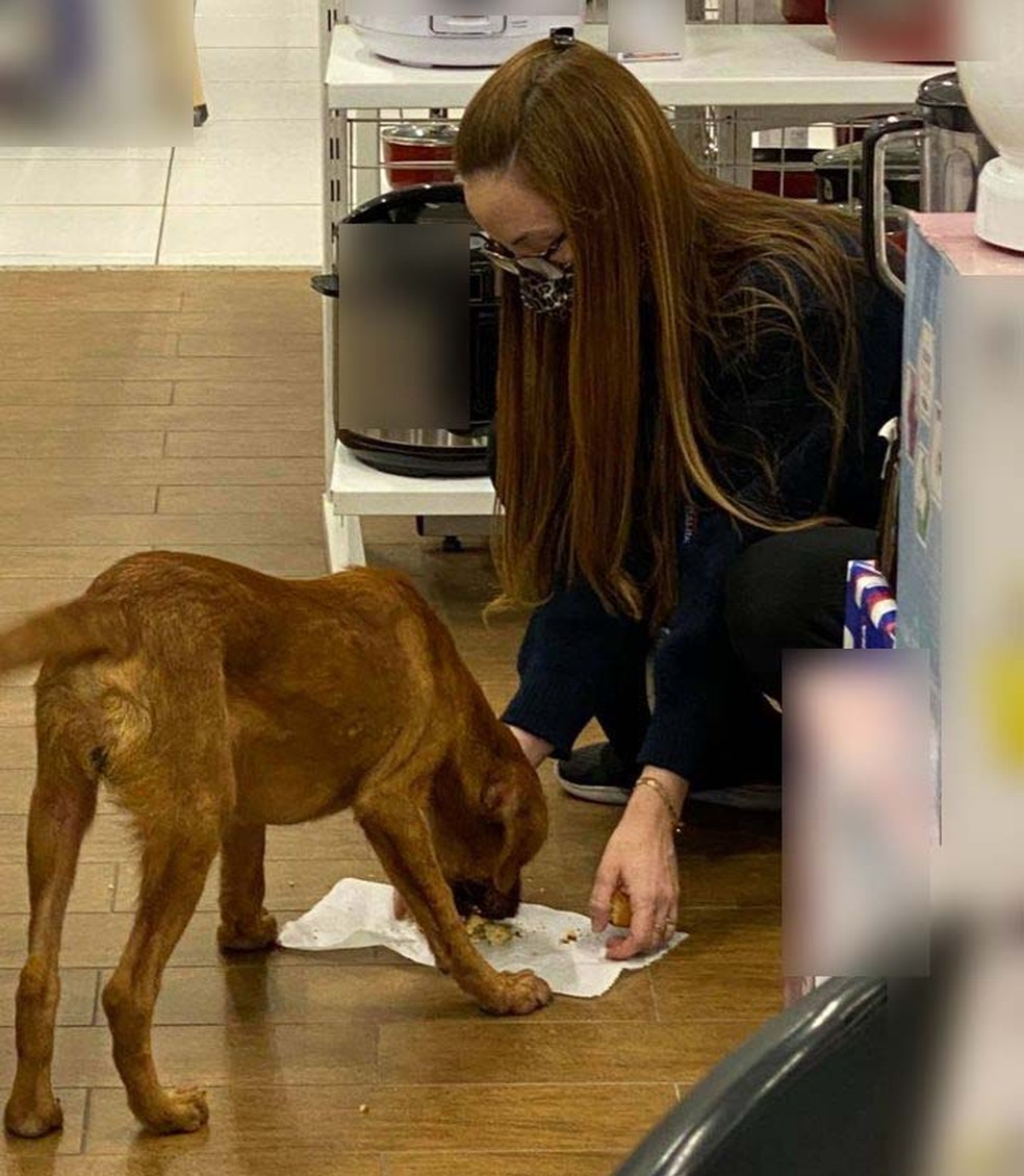 contioutra.com - Vendedora oferece a própria marmita a cãozinho de rua faminto e viraliza nas redes