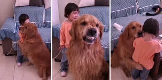 Golden Retriever protege sua pequena dona das broncas de sua mãe. Veja vídeo!