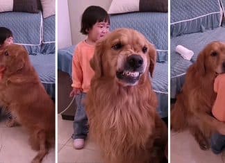 Golden Retriever protege sua pequena dona das broncas de sua mãe. Veja vídeo!