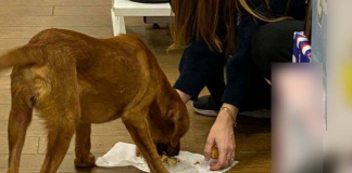 Vendedora oferece a própria marmita a cãozinho de rua faminto e viraliza nas redes