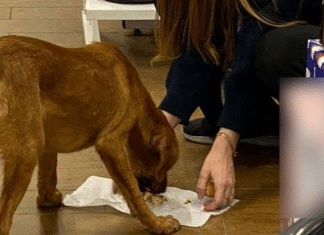 Vendedora oferece a própria marmita a cãozinho de rua faminto e viraliza nas redes