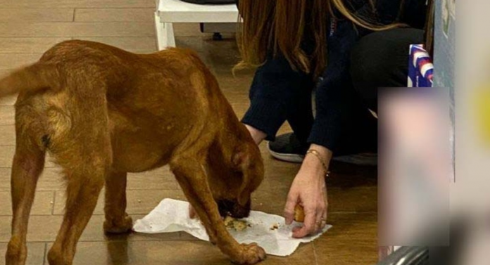 Vendedora oferece a própria marmita a cãozinho de rua faminto e viraliza nas redes