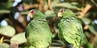 Cinco papagaios são afastados em zoológico por ‘ensinarem’ palavrões aos demais