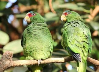 Cinco papagaios são afastados em zoológico por ‘ensinarem’ palavrões aos demais