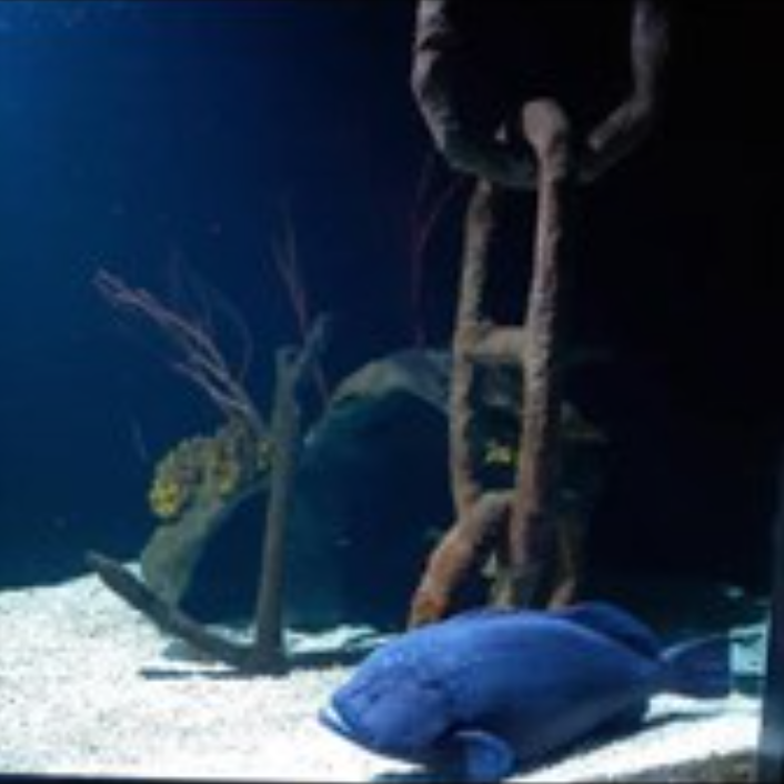 contioutra.com - Peixe com apetite voraz comeu todos os colegas de aquário e agora vive solitário