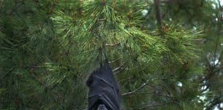 Morcegos doentes praticam “isolamento social”, revela estudo Morcegos doentes praticam “isolamento social”, revela estudo