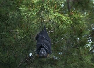 Morcegos doentes praticam “isolamento social”, revela estudo