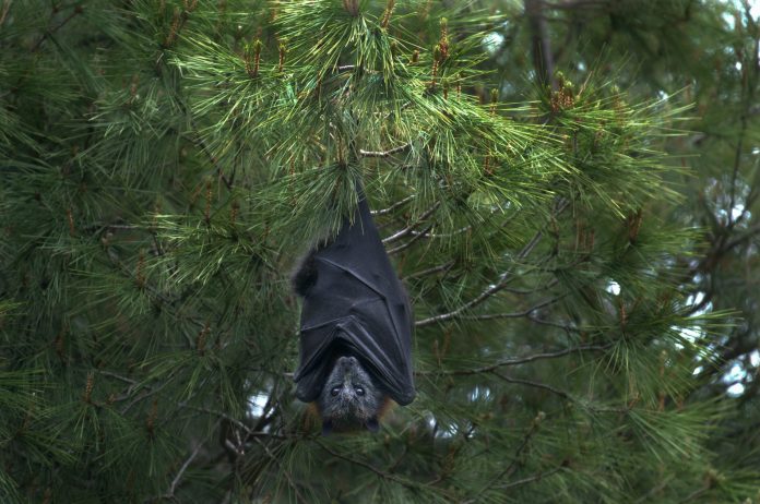 Morcegos doentes praticam “isolamento social”, revela estudo