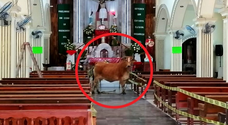 contioutra.com - Vaca que iria para o abate consegue escapar e se esconde na igreja, como se pedisse por um milagre