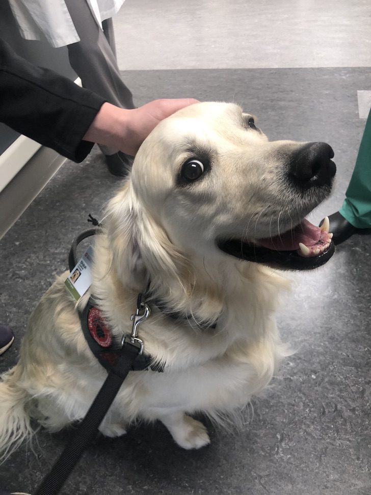 contioutra.com - Hospital contrata cachorrinho encantador para desestressar os pacientes e funcionários