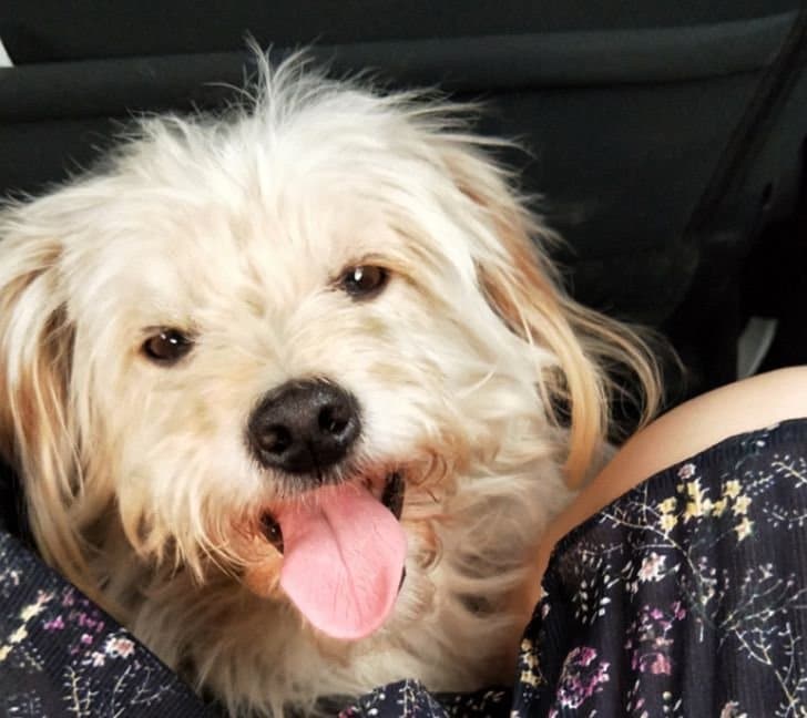 contioutra.com - Cãozinho viaja 50 quilômetros a pé por 26 dias para reencontrar seus donos