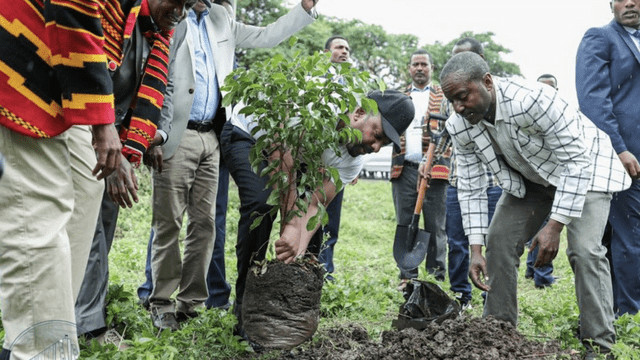contioutra.com - Eti&oacute;pia planta mais de 350 milh&otilde;es de &aacute;rvores em 12 horas