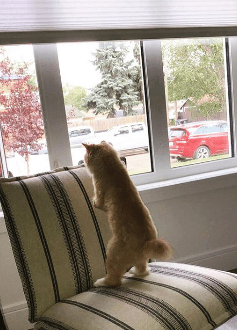 contioutra.com - Este gatinho perdeu as patas dianteiras, mas n&atilde;o deixou que isso o detivesse