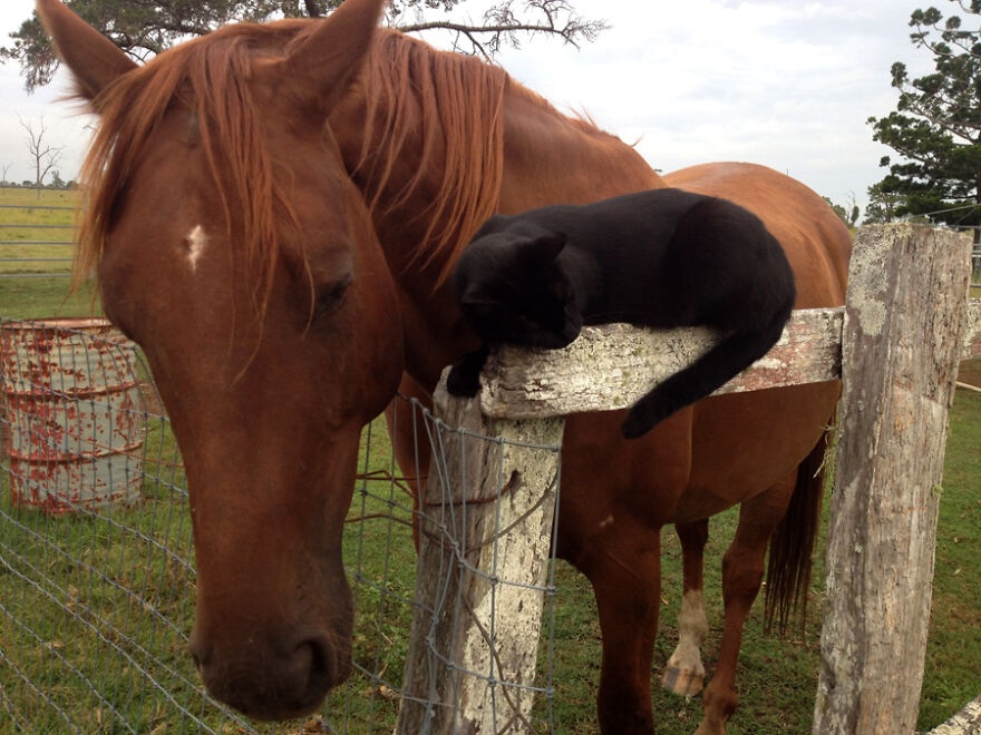 contioutra.com - Gatinho e cavalo são melhores amigos há 7 anos. Veja 22 fotos fofíssimas dessa incrível amizade!