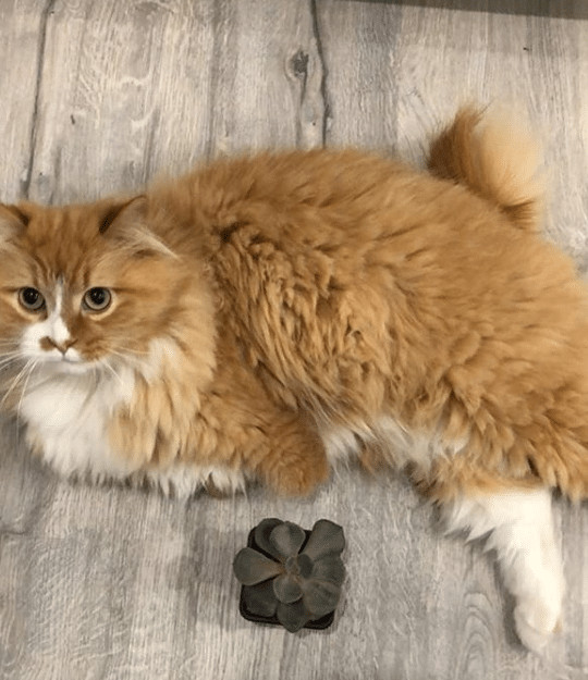 contioutra.com - Este gatinho perdeu as patas dianteiras, mas n&atilde;o deixou que isso o detivesse