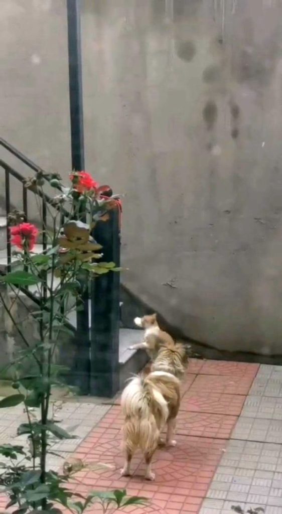 contioutra.com - Cãozinho é flagrado entregando um pão a um gato de rua faminto