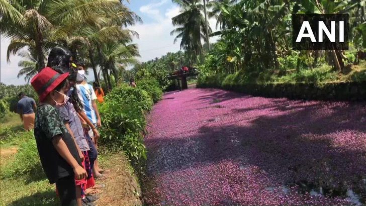 contioutra.com - Esse rio na Índia foi tingido de rosa pelo repentino crescimento de flores. Uma paisagem excepcional!