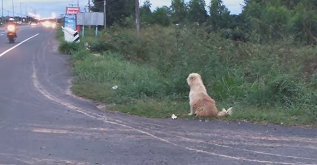 contioutra.com - Cãozinho viaja 50 quilômetros a pé por 26 dias para reencontrar seus donos