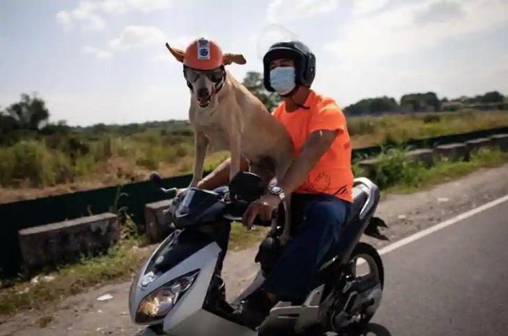 contioutra.com - Cachorrinho de 11 anos é o motoqueiro mais estiloso das estradas das Filipinas. Veja fotos!