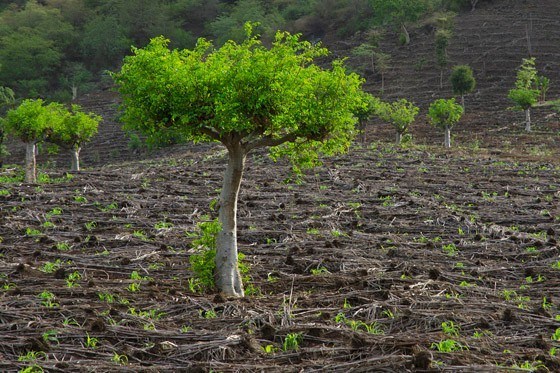contioutra.com - Moringa, a árvore mágica que pode finalmente pôr fim à fome no mundo