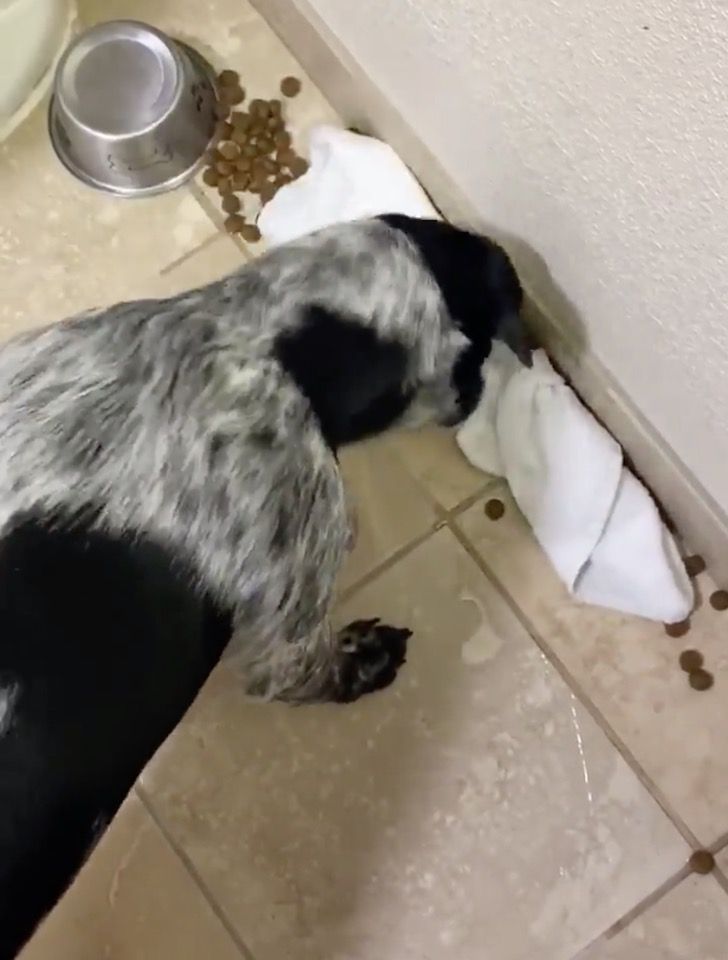 contioutra.com - Cãozinho é flagrado tentando limpar a comida que ele acidentalmente derrubou no chão.
