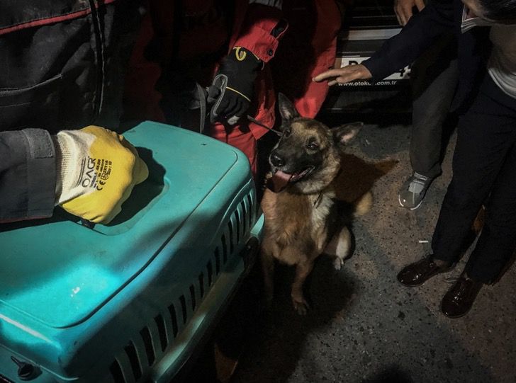 contioutra.com - Esse cão de resgate salvou um gato que ficou 30 horas nos escombros de um prédio na Turquia.