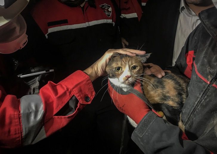 contioutra.com - Esse cão de resgate salvou um gato que ficou 30 horas nos escombros de um prédio na Turquia.