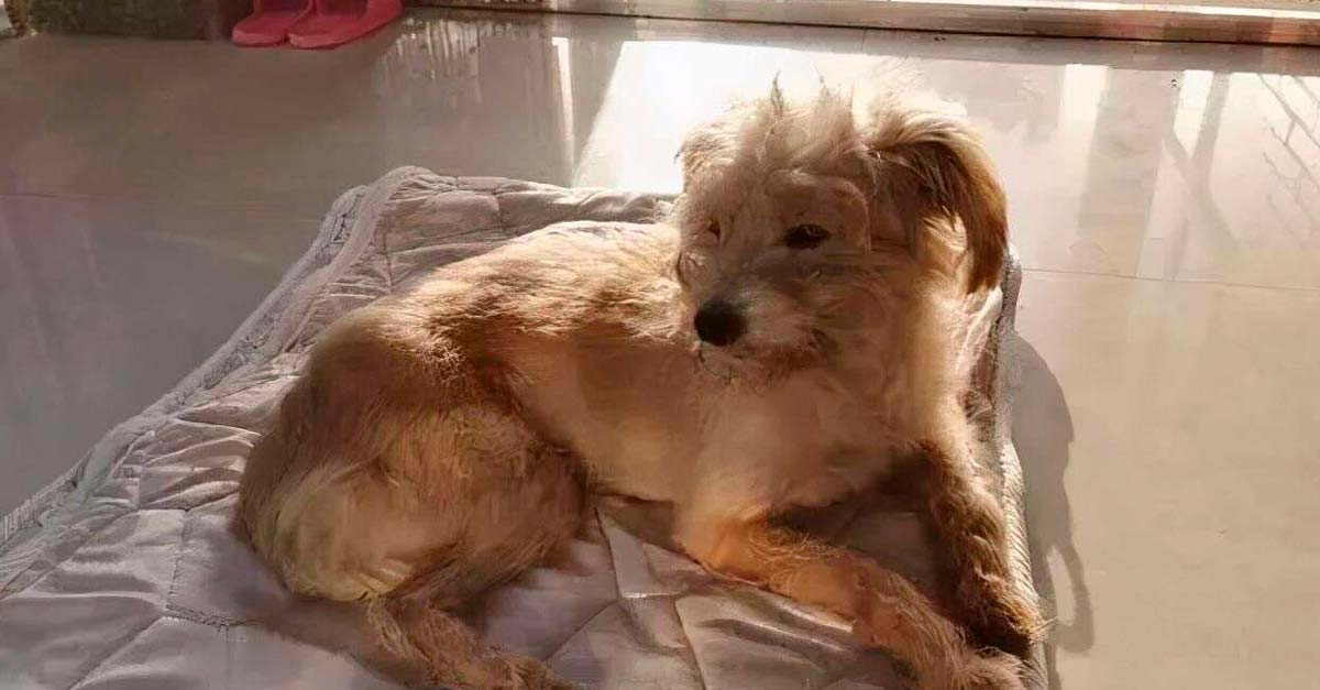 contioutra.com - Cãozinho viaja 50 quilômetros a pé por 26 dias para reencontrar seus donos