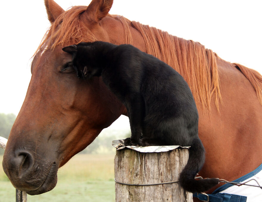 contioutra.com - Gatinho e cavalo são melhores amigos há 7 anos. Veja 22 fotos fofíssimas dessa incrível amizade!