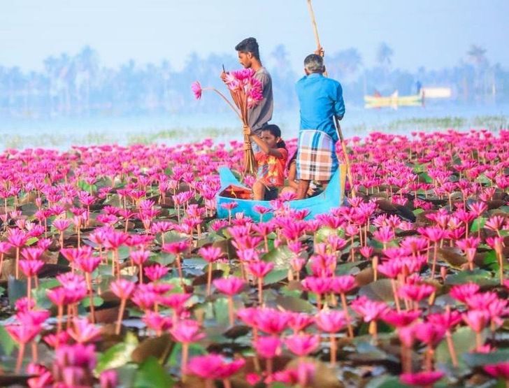 contioutra.com - Esse rio na Índia foi tingido de rosa pelo repentino crescimento de flores. Uma paisagem excepcional!