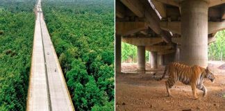 Índia constrói estradas elevadas para que os animais não sejam mais atropelados