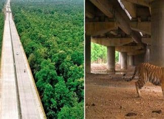 Índia constrói estradas elevadas para que os animais não sejam mais atropelados