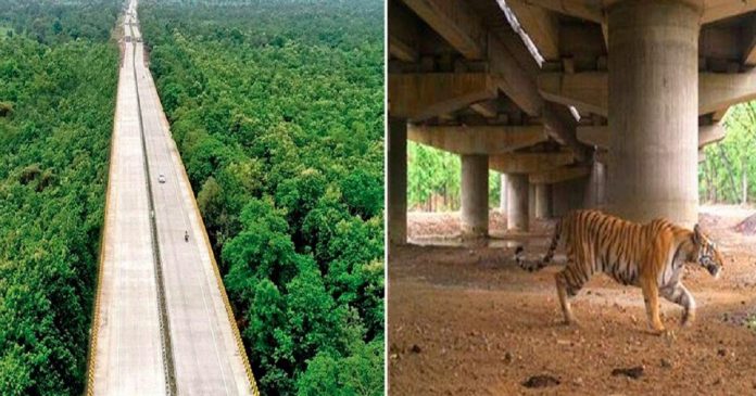 Índia constrói estradas elevadas para que os animais não sejam mais atropelados