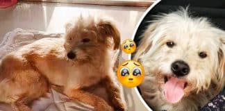 Cãozinho viaja 50 quilômetros a pé por 26 dias para reencontrar seus donos Cãozinho viaja 50 quilômetros a pé por 26 dias para reencontrar seus donos