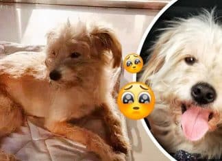 Cãozinho viaja 50 quilômetros a pé por 26 dias para reencontrar seus donos