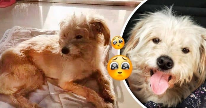 Cãozinho viaja 50 quilômetros a pé por 26 dias para reencontrar seus donos