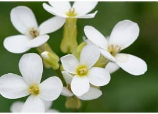 Cientistas descobrem planta que pode ser o futuro no tratamento do câncer de mama