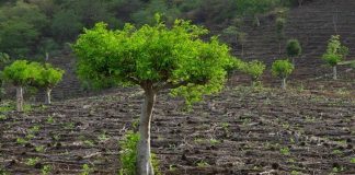 Moringa, a árvore mágica que pode finalmente pôr fim à fome no mundo