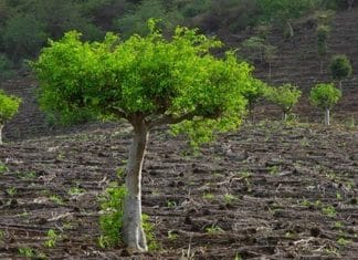 Moringa, a árvore mágica que pode finalmente pôr fim à fome no mundo