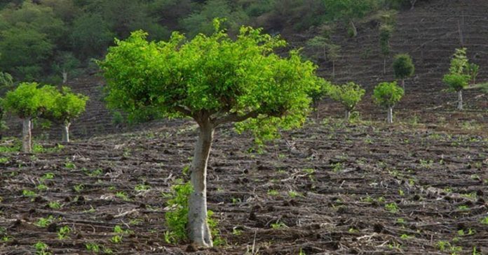 Moringa, a árvore mágica que pode finalmente pôr fim à fome no mundo
