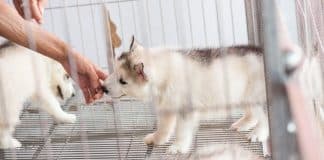 Estado mexicano proíbe lojas de expor animais para vendê-los. Merecem tratamento digno!