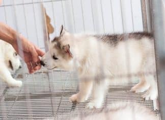 Estado mexicano proíbe lojas de expor animais para vendê-los. Merecem tratamento digno!