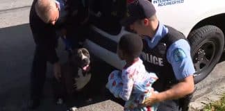 Pitbull que vive nas ruas protege menino perdido até ele ser resgatado. Não o deixou só! Pitbull que vive nas ruas protege menino perdido até ele ser resgatado. Não o deixou só!