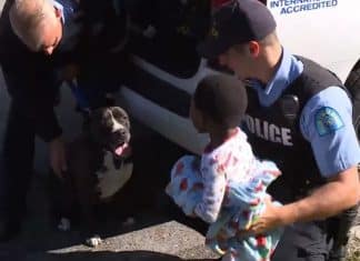 Pitbull que vive nas ruas protege menino perdido até ele ser resgatado. Não o deixou só!